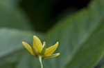 Whorled yellow loosestrife